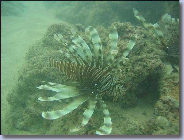 065. Lionfish ved Kata Beach Reef.jpg